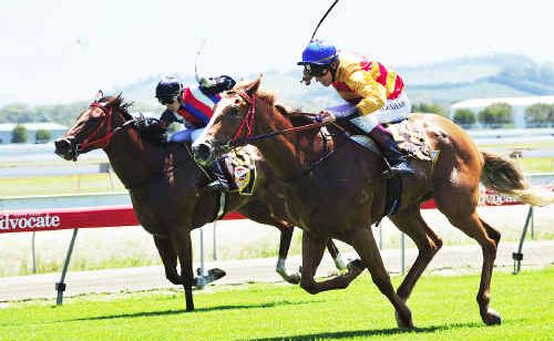 Jockey Peter Graham shakes the whip at Never Doubt Me as the filly finishes out wide to win the opening race at Coffs Harbour. Jockey Peter Graham shakes the whip at Never Doubt Me as the filly finishes out wide to win the opening race at Coffs Harbour.